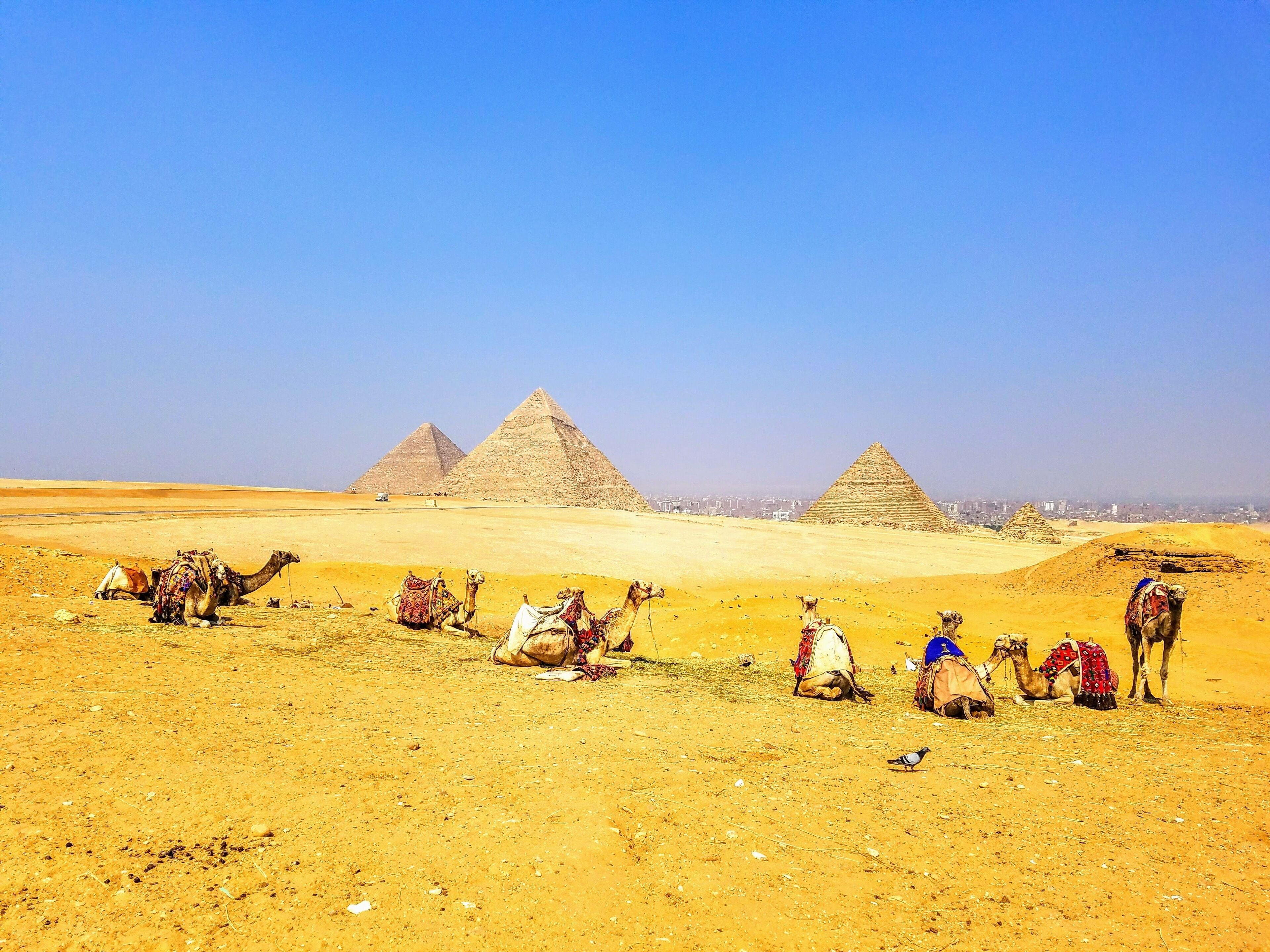 Camels with the Pyramids in the background 