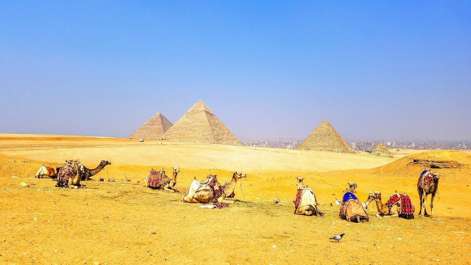 Camels with the Pyramids in the background