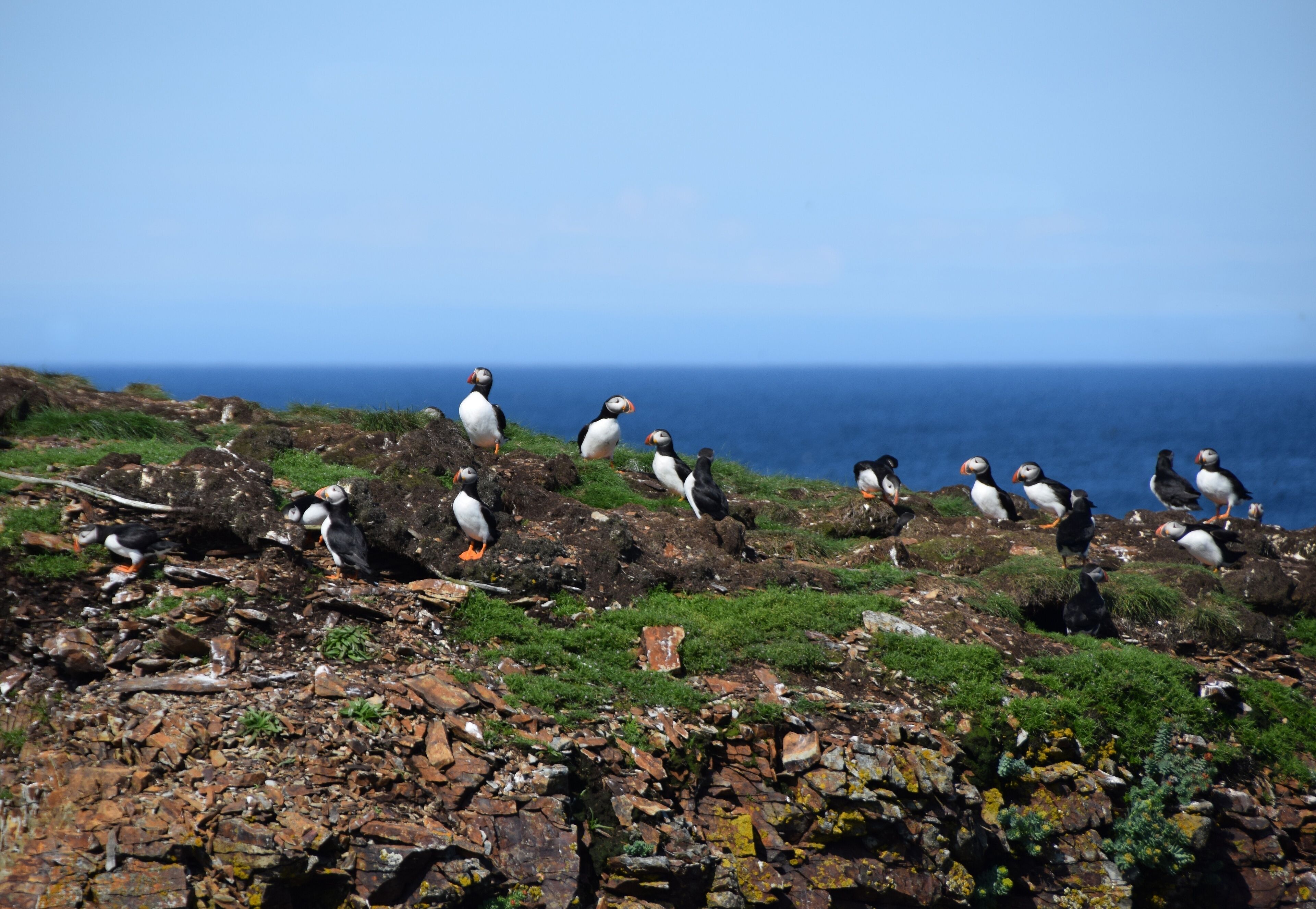 Atlantic Puffin in their natural environment at the Puffin viewing site in Elliston, Bonavista Peninsula Newfoundland and Labrador, Canada
