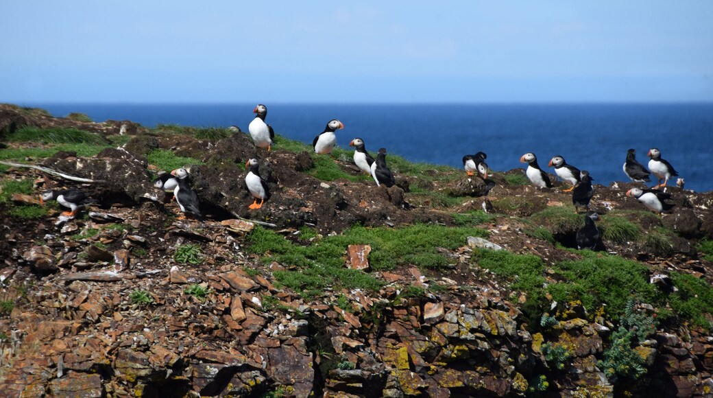 Atlantic Puffin in their natural environment at the Puffin viewing site in Elliston, Bonavista Peninsula Newfoundland and Labrador, Canada