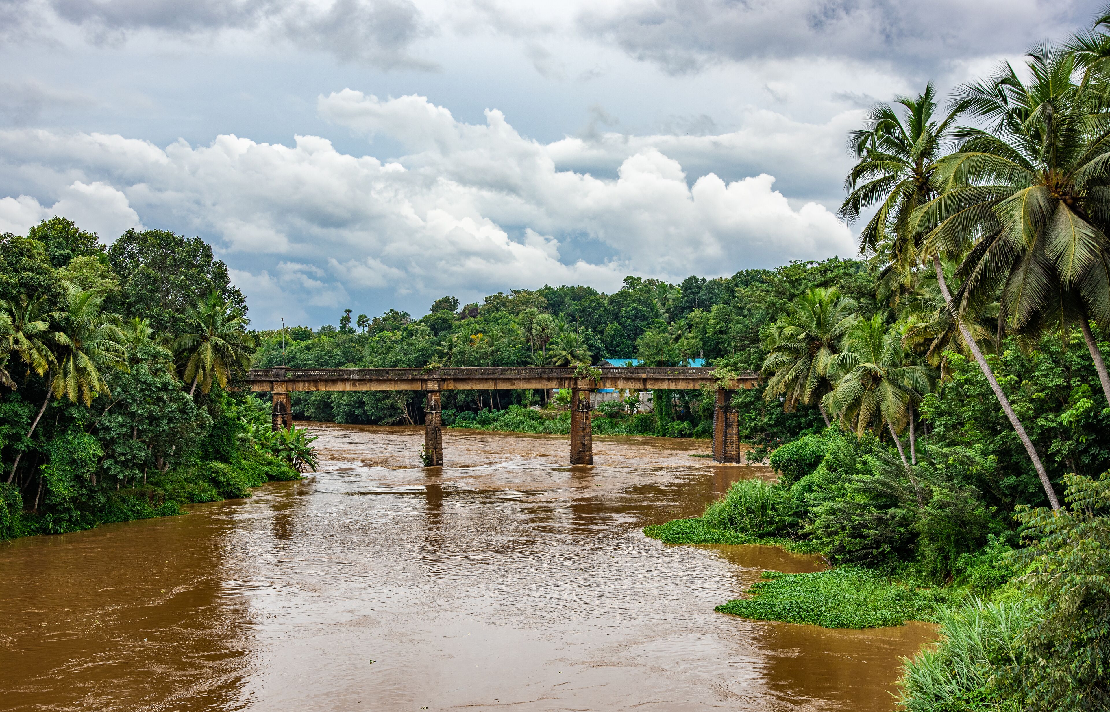 A river with a bridge, surrounded by lush greenery and palm trees.