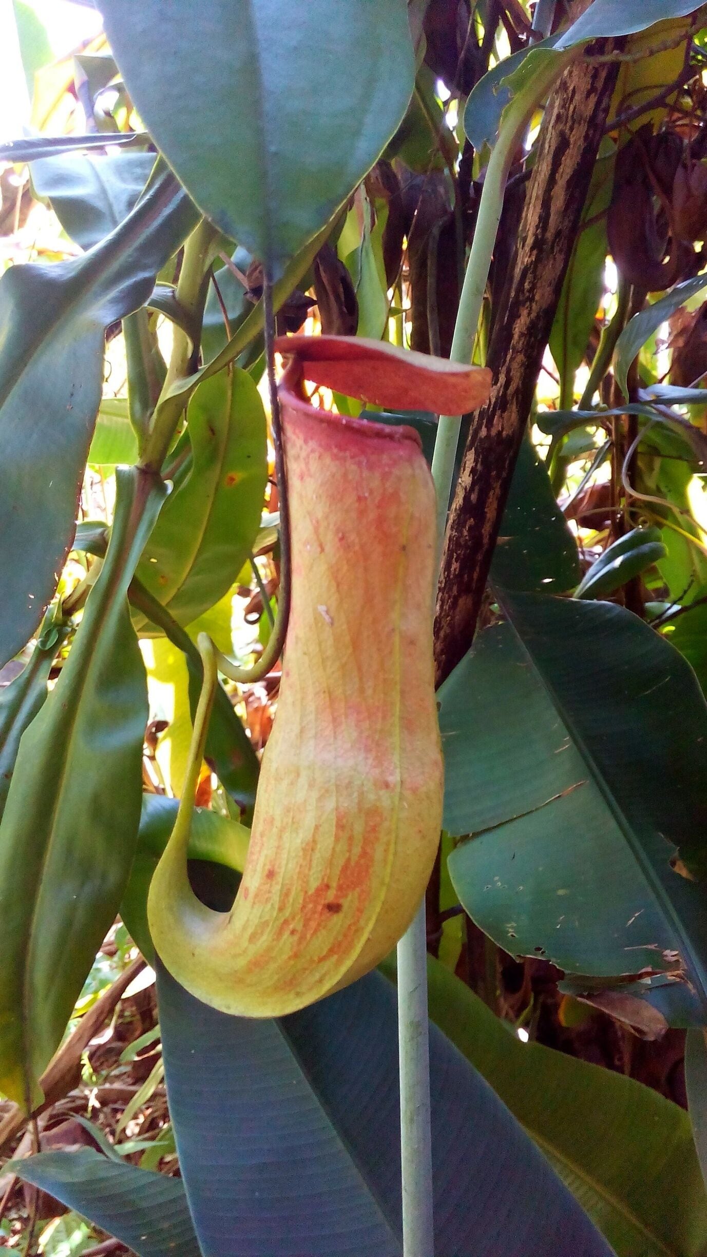 Pitcher plant (insectivorous plant) is a carnivorous plant which traps insects in the pitcher and eat them.