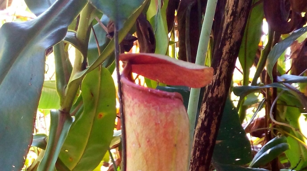 Pitcher plant (insectivorous plant) is a carnivorous plant which traps insects in the pitcher and eat them.