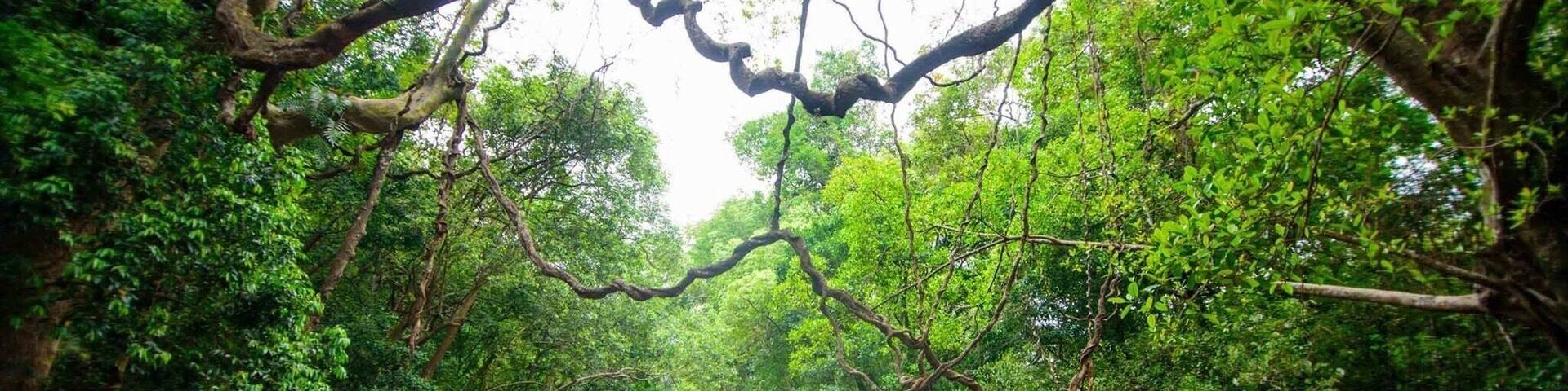 Beautiful Meemure❤️
Lush greenery and misty mountains
#lifeatexpedia
#LifeatExpedia
#green #wanderlust