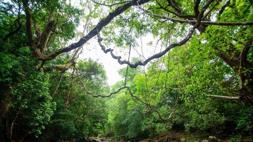 Beautiful Meemure❤️
Lush greenery and misty mountains
#lifeatexpedia
#LifeatExpedia
#green #wanderlust