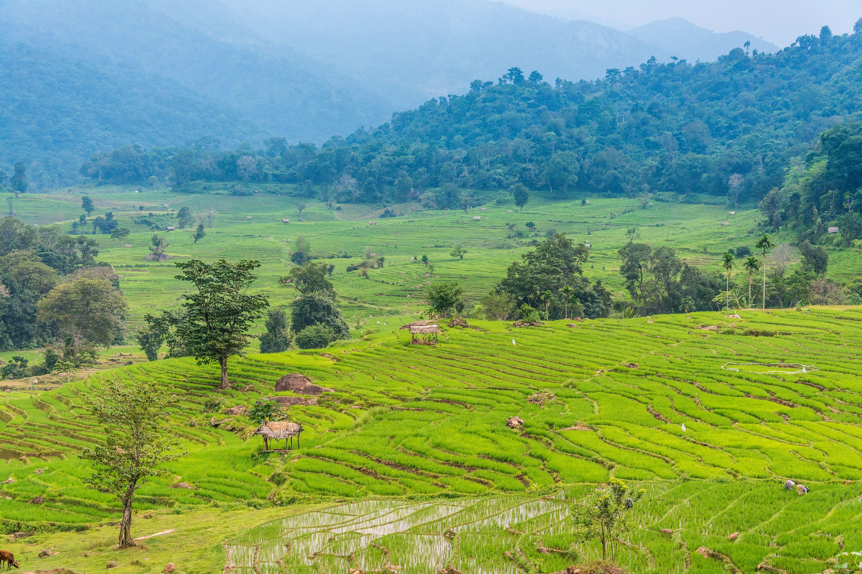 Beautiful paddy fields at Randenigala, Sri Lanka