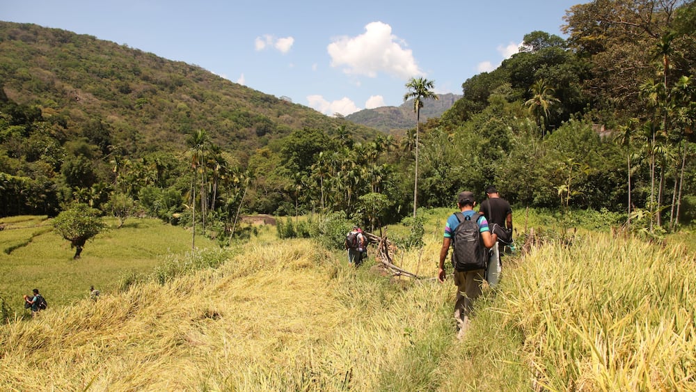 A hilly landscape with lush greenery, palm trees, and a clear sky.