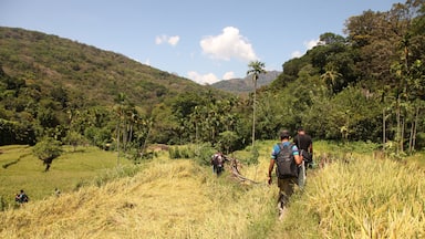 Un paisaje montañoso con vegetación exuberante, palmeras y cielo despejado.
