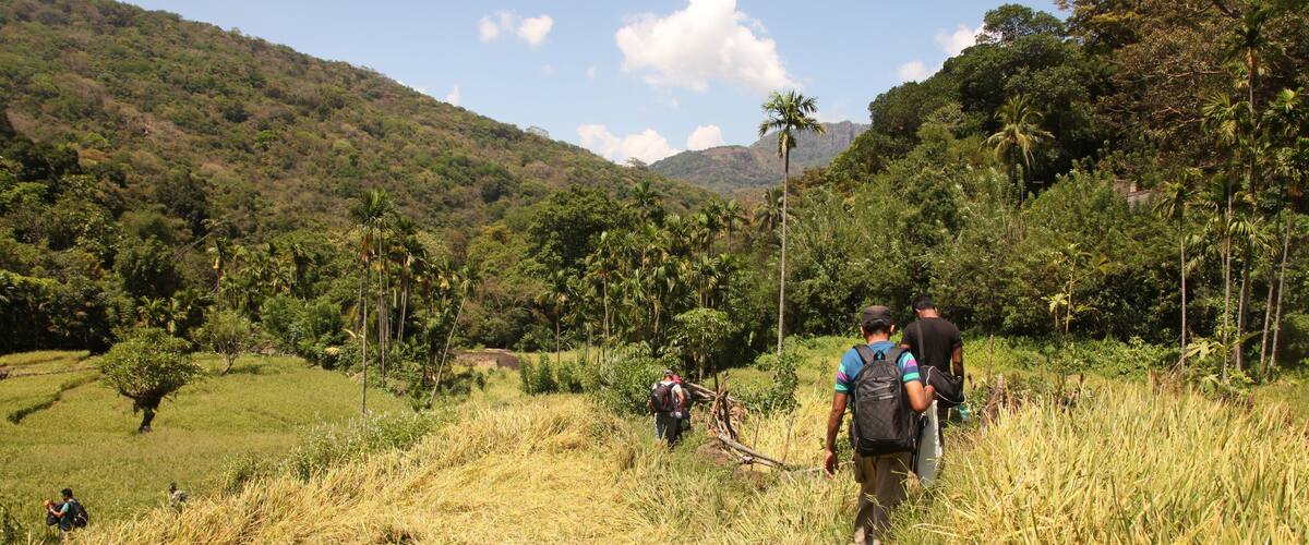 A hilly landscape with lush greenery, palm trees, and a clear sky.