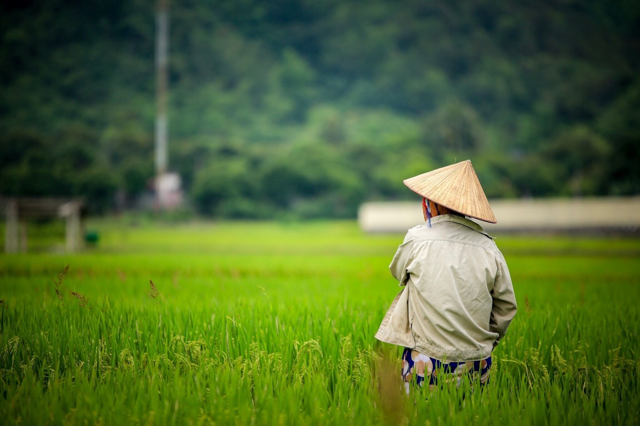 The worker in the rice fields at Cat ba Island