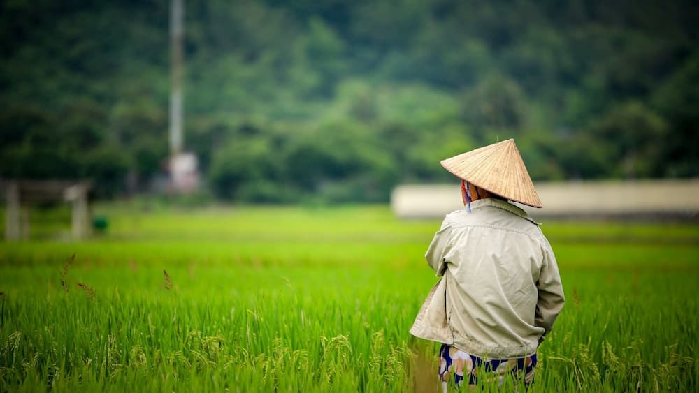 The worker in the rice fields at Cat ba Island