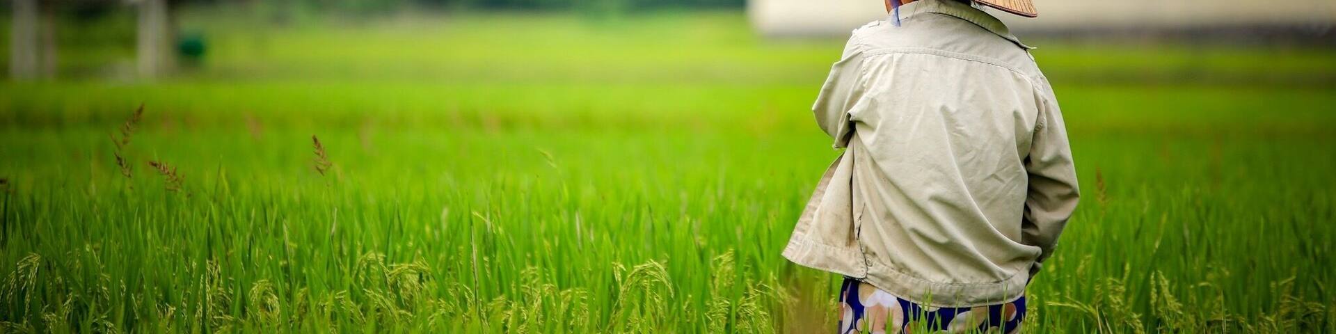 The worker in the rice fields at Cat ba Island