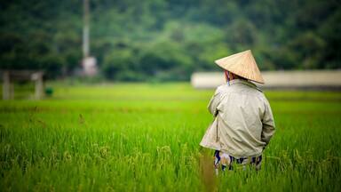A person in a conical hat walking through a lush green rice field.