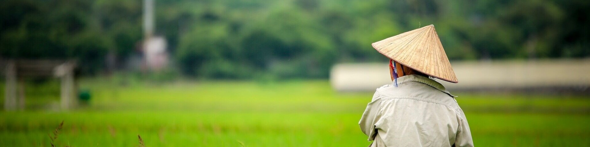 The worker in the rice fields at Cat ba Island