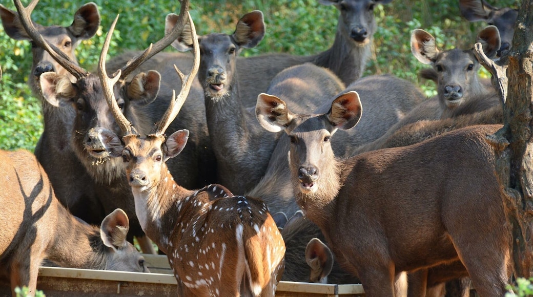 Beautifull pose by the deers..