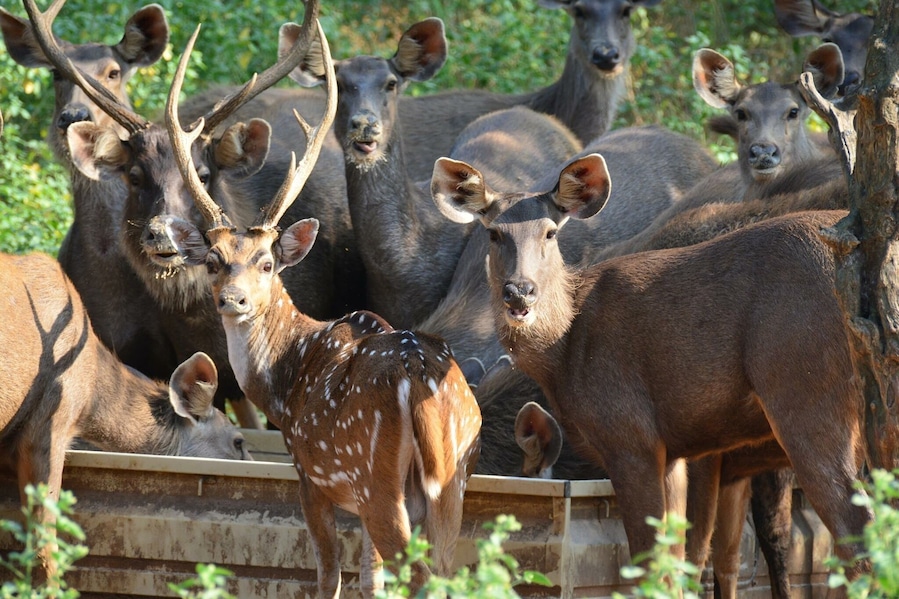 Beautifull pose by the deers..