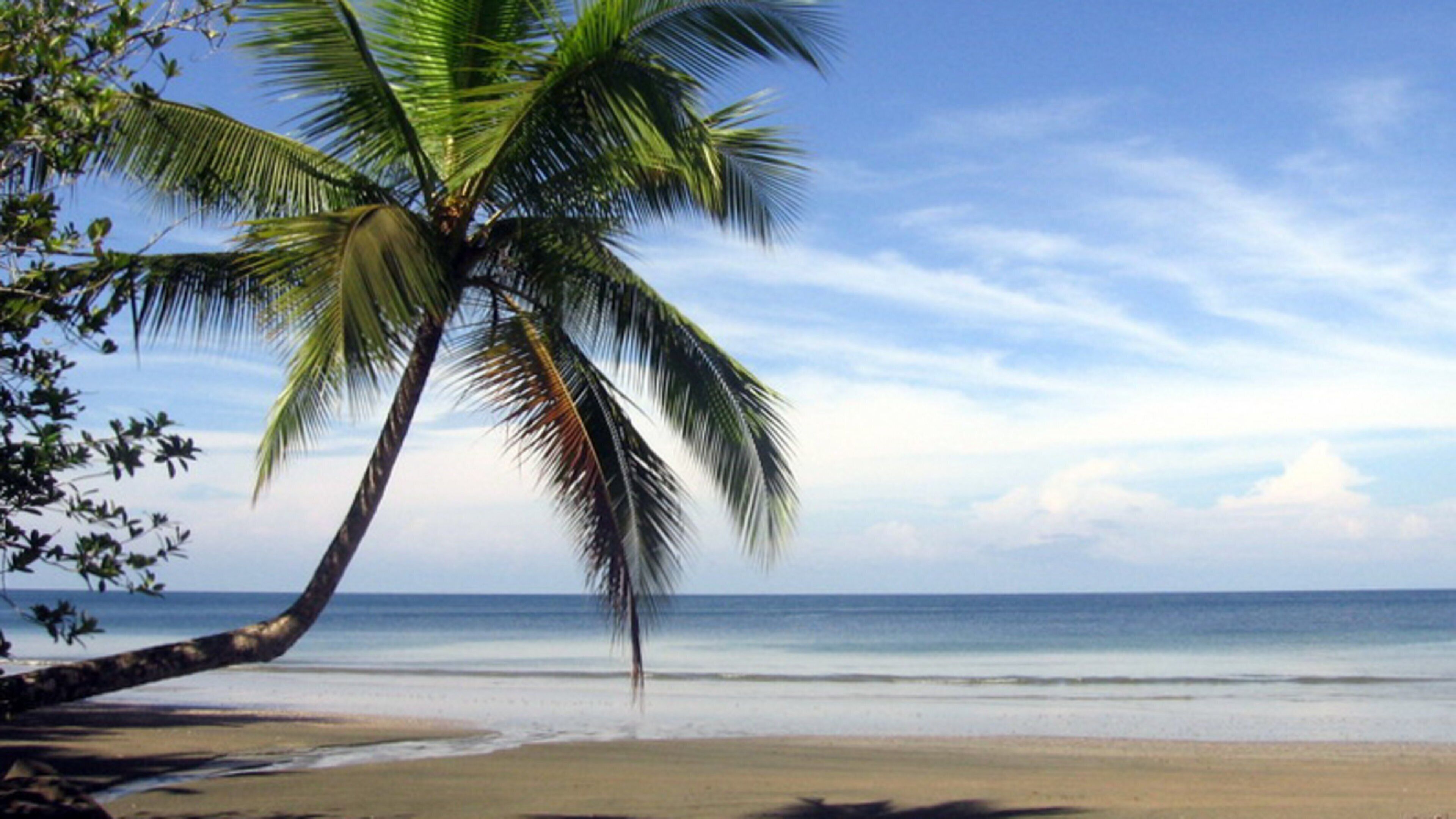 A beach with a palm tree and ocean.