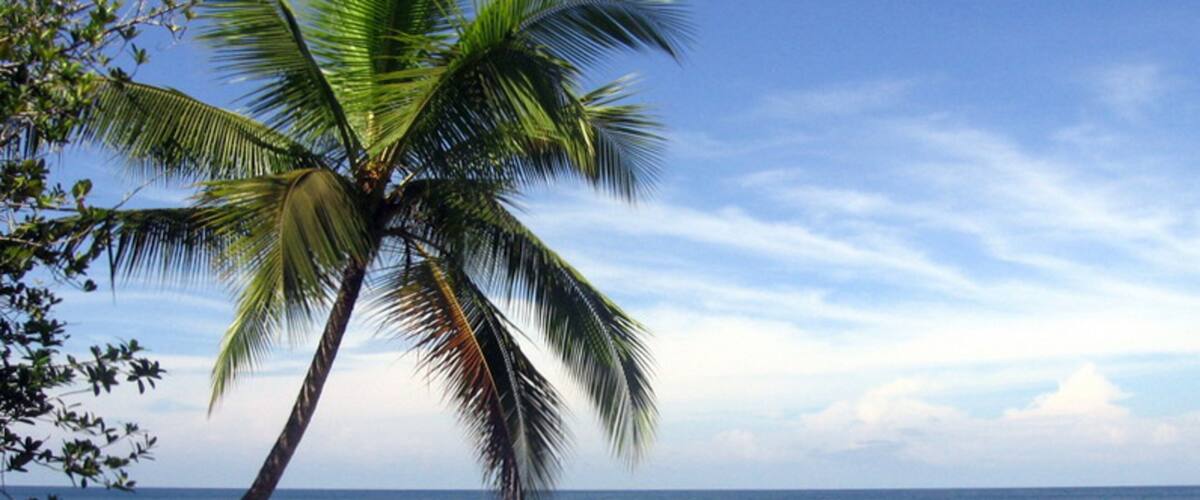 A beach with a palm tree and ocean.