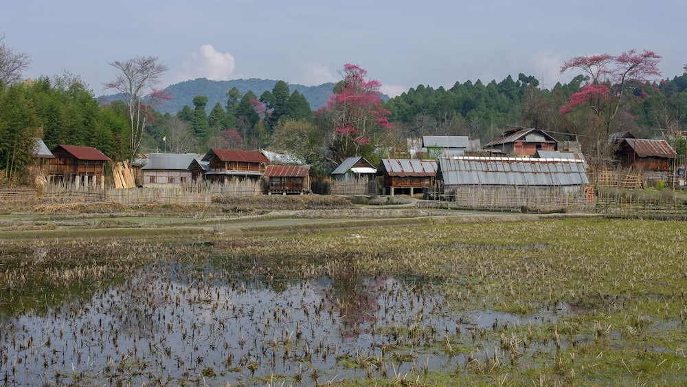 Landscape view of Apatani tribal village in spring with beautiful bright pink blooming trees reflection in water and forested mountain background, Ziro, Arunachal Pradesh, India