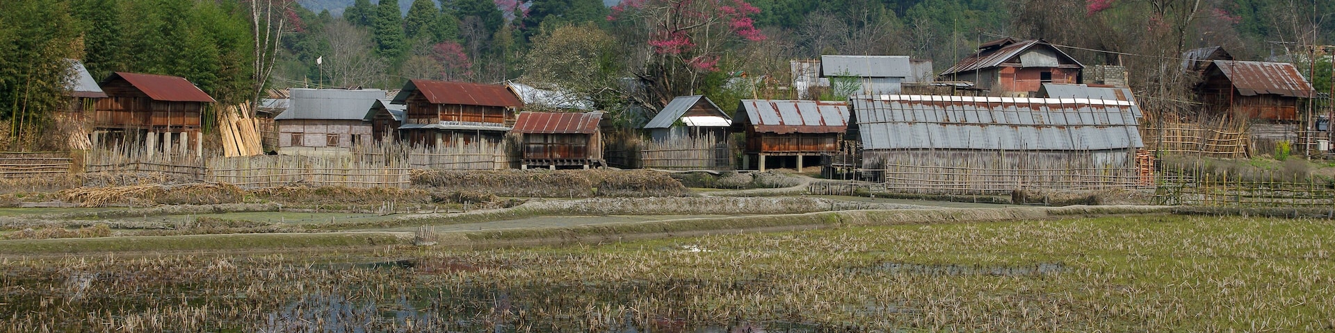 Landscape view of Apatani tribal village in spring with beautiful bright pink blooming trees reflection in water and forested mountain background, Ziro, Arunachal Pradesh, India