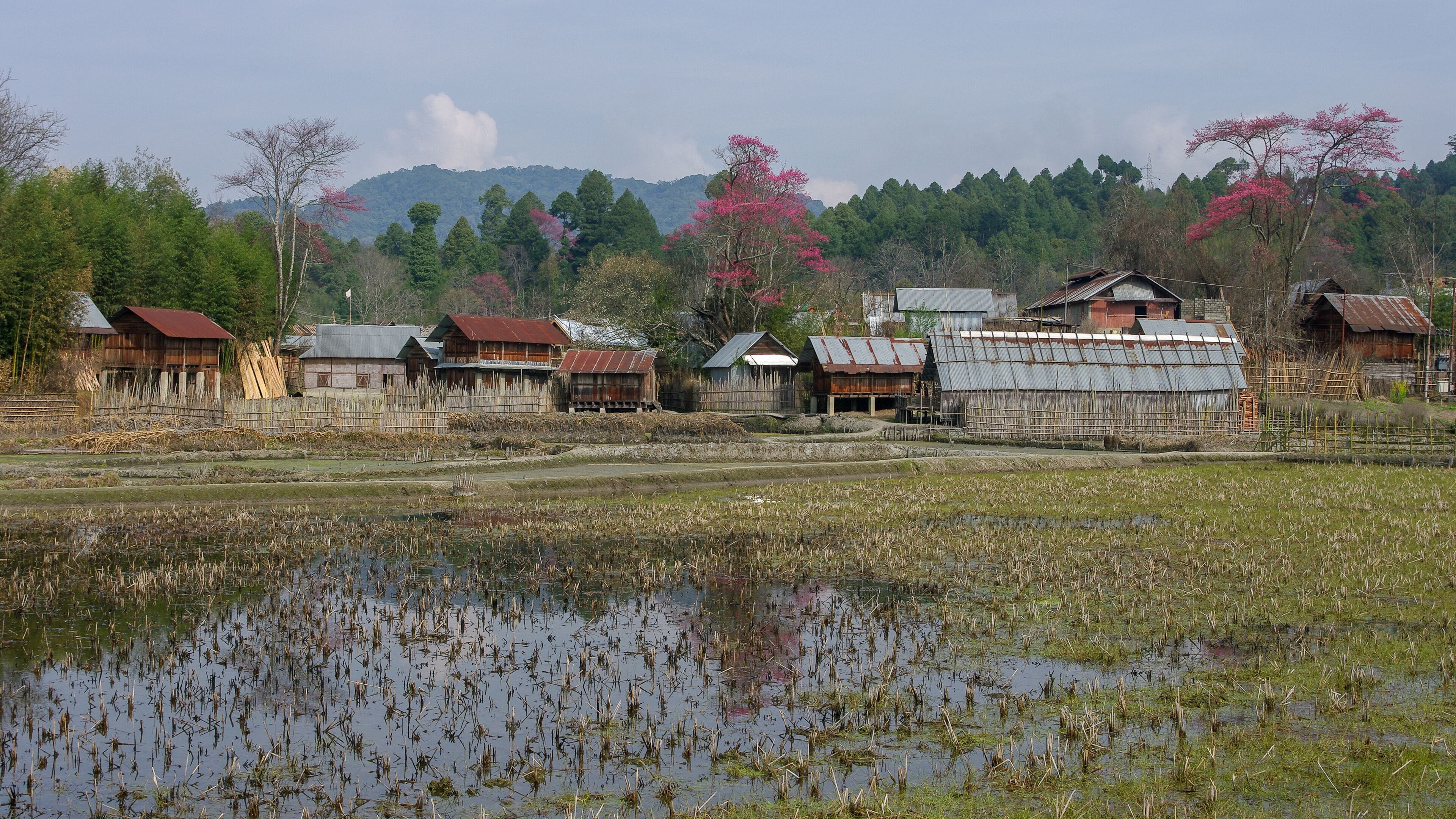 A rural landscape with traditional wooden houses, a rice paddy field, and a backdrop of mountains and trees.