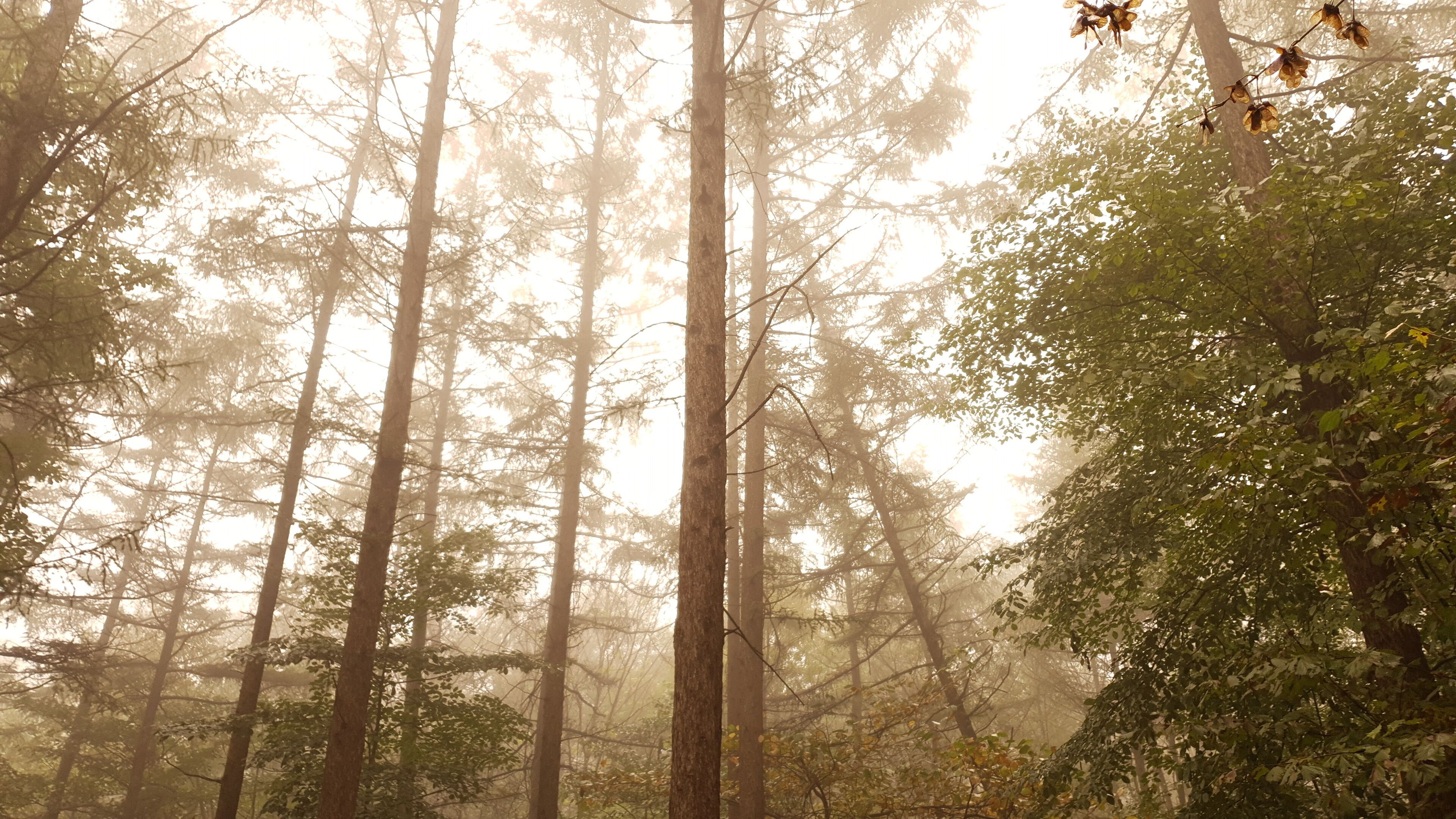 morning in the forest