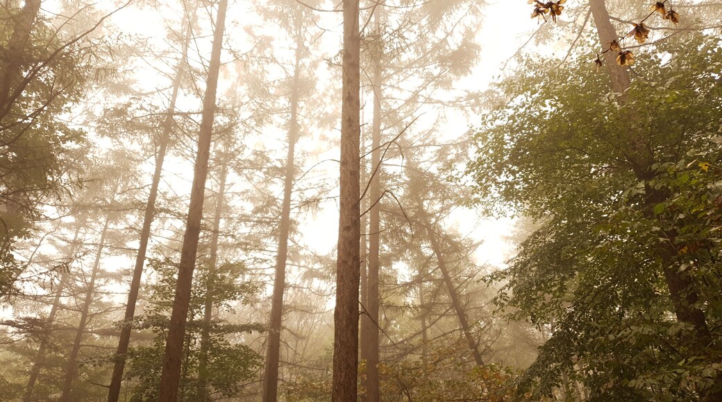 morning in the forest