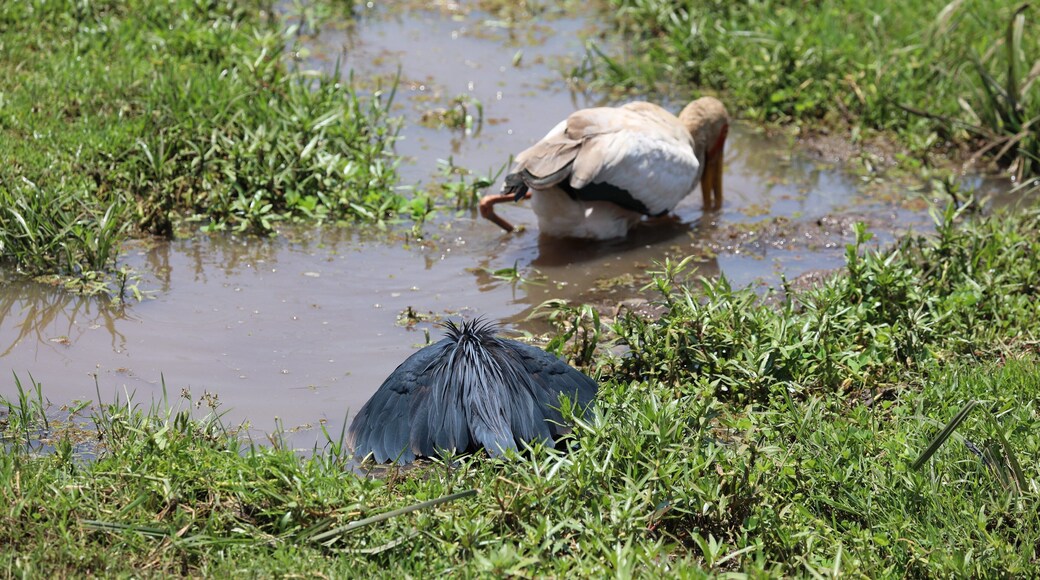 This is a black Heron scene in Lake Manyara national park in Tanzania. The heron hunts by making shade with its wings which lures fish in. I have been blogging about my trip at http://circlingthebucketlist.com/index.php/2018/08/13/lake-manyara/
