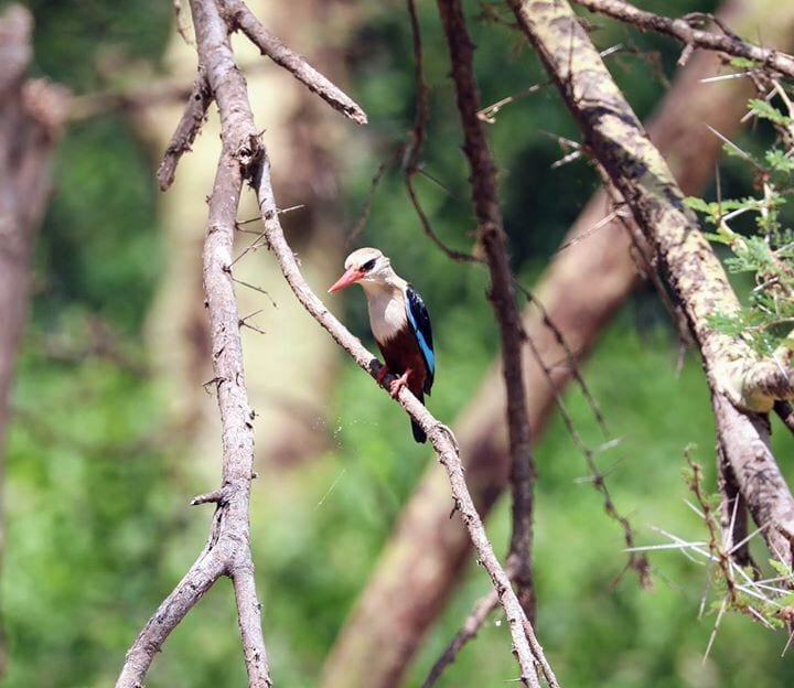 his is a Grey headed kingfisher that I saw in Lake Manyara national park in Tanzania. I added over 300 species of birds on the trip and even though all my guides were good I want to give special props to Fazo and Ebenezor from Asilia Africa