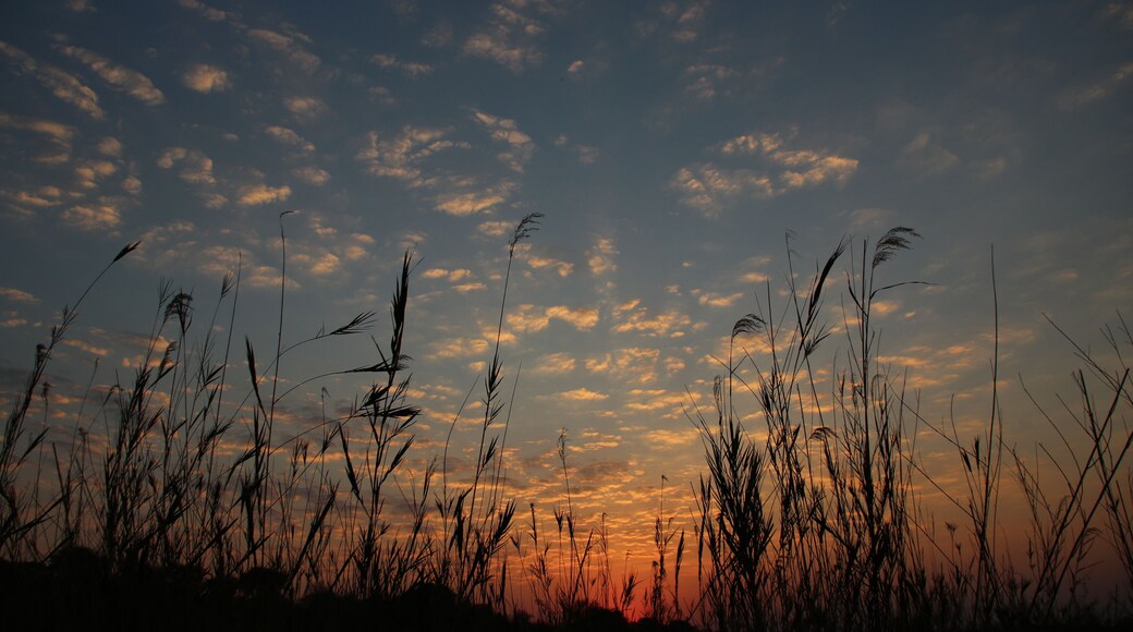 The morning sun rises over the Chobe River reeds and casts a golden glow over the new sky. #Trovember is the month to see sunsets.
