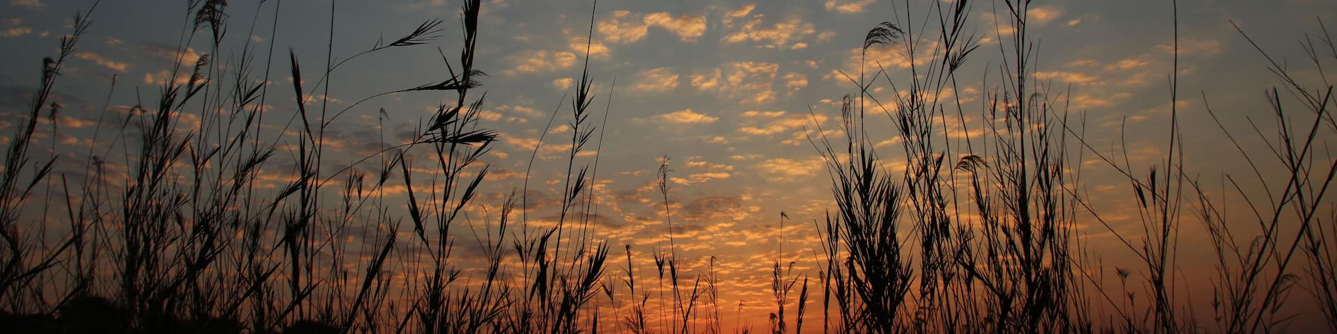 The morning sun rises over the Chobe River reeds and casts a golden glow over the new sky. #Trovember is the month to see sunsets.