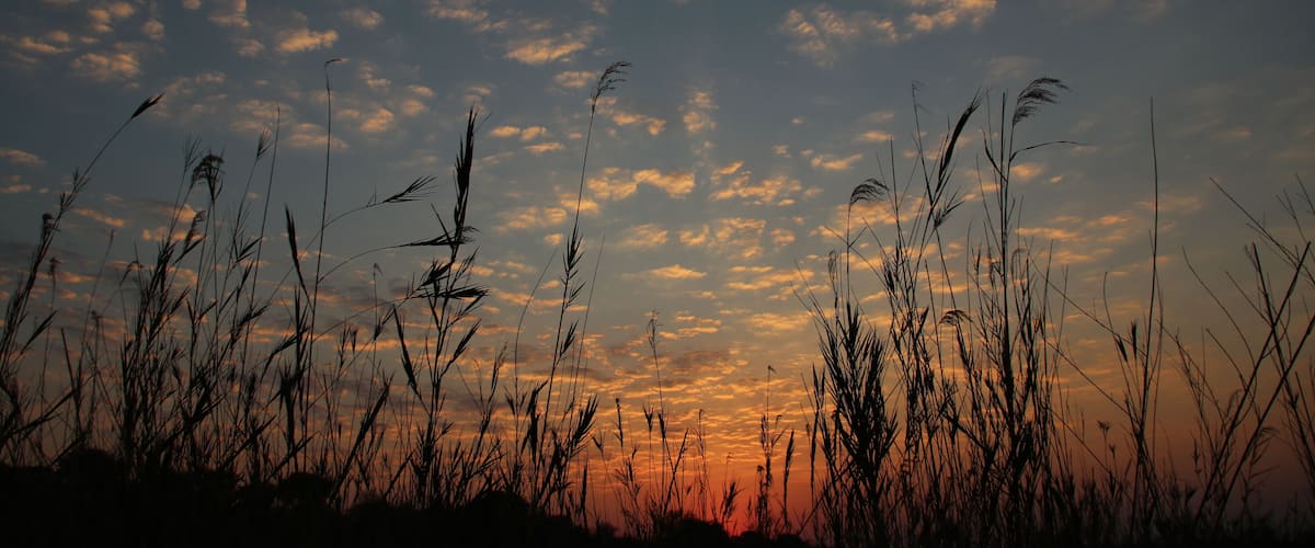 A sunset over a field of tall grasses with a sky filled with scattered clouds.