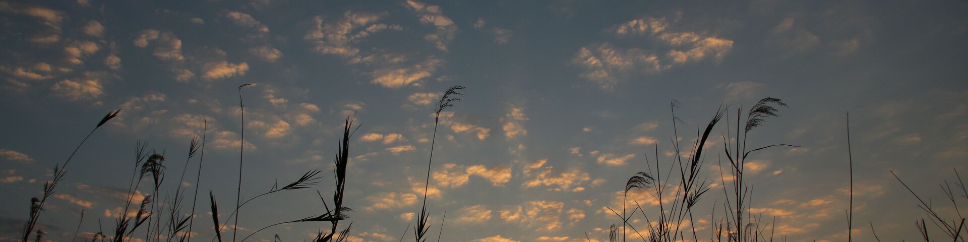 A sunset over a field of tall grasses with a sky filled with scattered clouds.