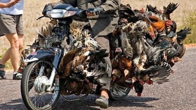 How did the chicken get to market? On a motorbike, along with 100 of his friends! At least you know your chicken is fresh, if not a bit windswept!