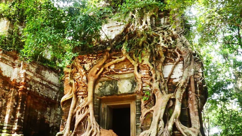 Pram Temple of the Koh Ker group. Quiet spot with excellent strangler tree temple.