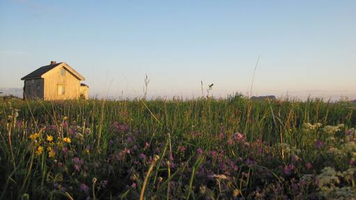 I spent 6 weeks in this area, soaking in the midnight sun, the endless cycle of almost sunsets and sunrises, and eruptions of wildflowers across stunning landscapes. Interested in reading more about my time here? Have a peak: http://www.regenevieve.com/blog/romantically-ruined-vesteralen-norway/