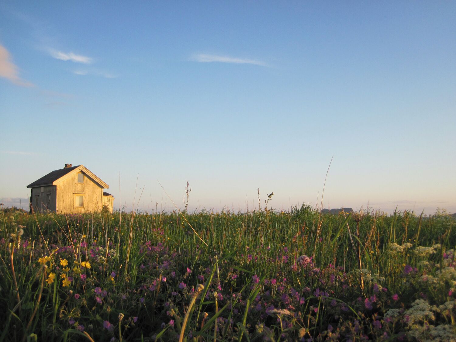 A rustic wooden house in a field of wildflowers under a clear sky.
