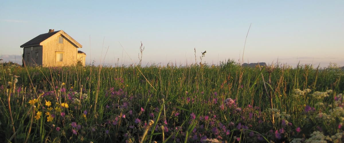 A rustic wooden house in a field of wildflowers under a clear sky.