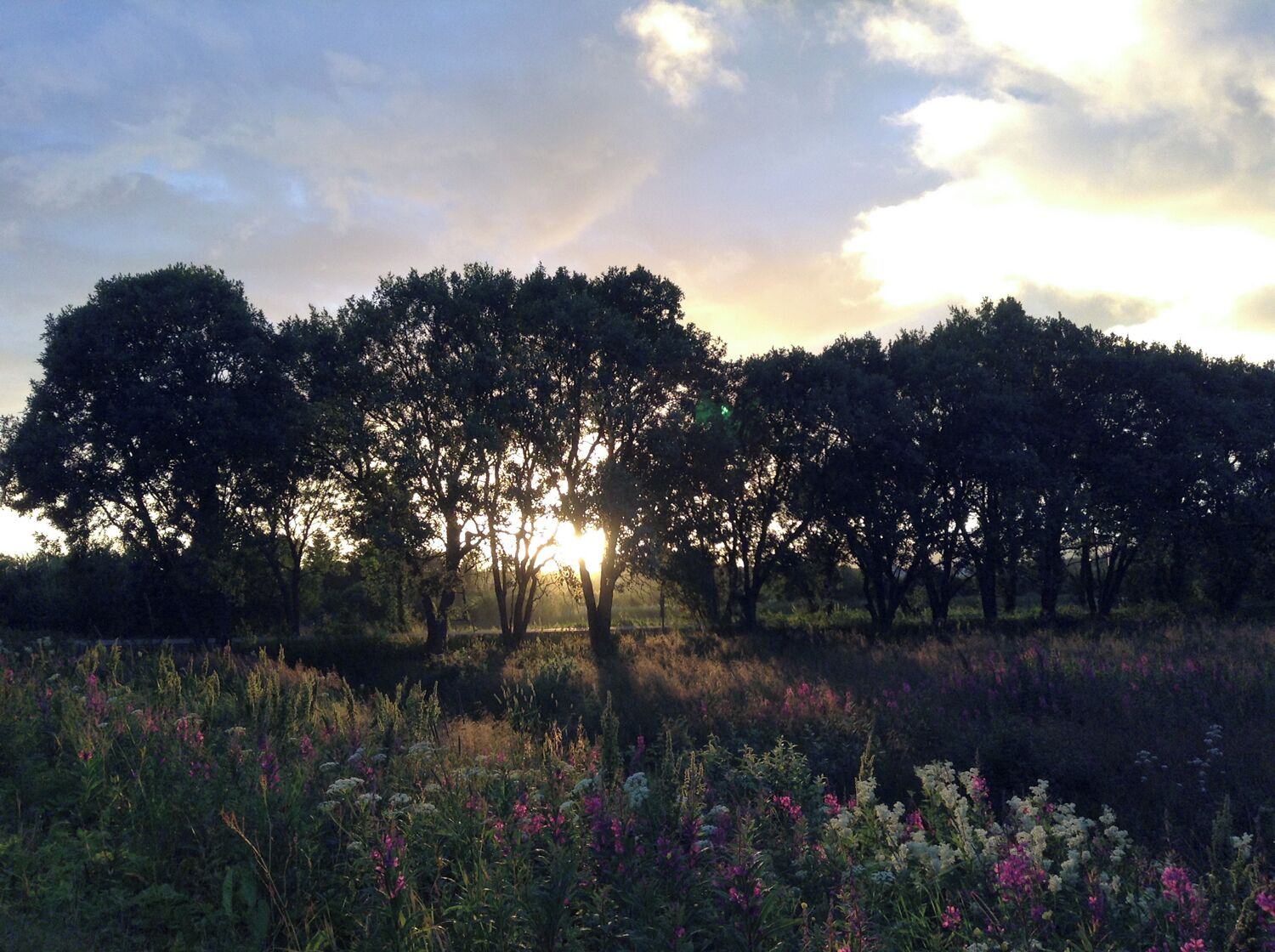Long rays of the midnight sun grazing fields of wildflowers. Hard to sleep when it's this beautiful outside. 