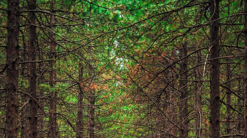 Nice and quiet forest perfect for walks and taking photos.
#BVStrove