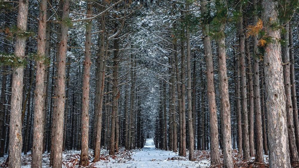 It's a pretty magical forest. Not to mention it when there is snow.
#BvSExplore