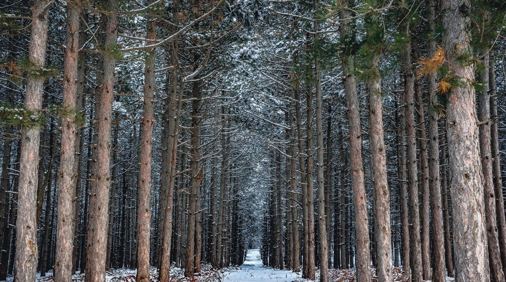 It's a pretty magical forest. Not to mention it when there is snow.
#BvSExplore