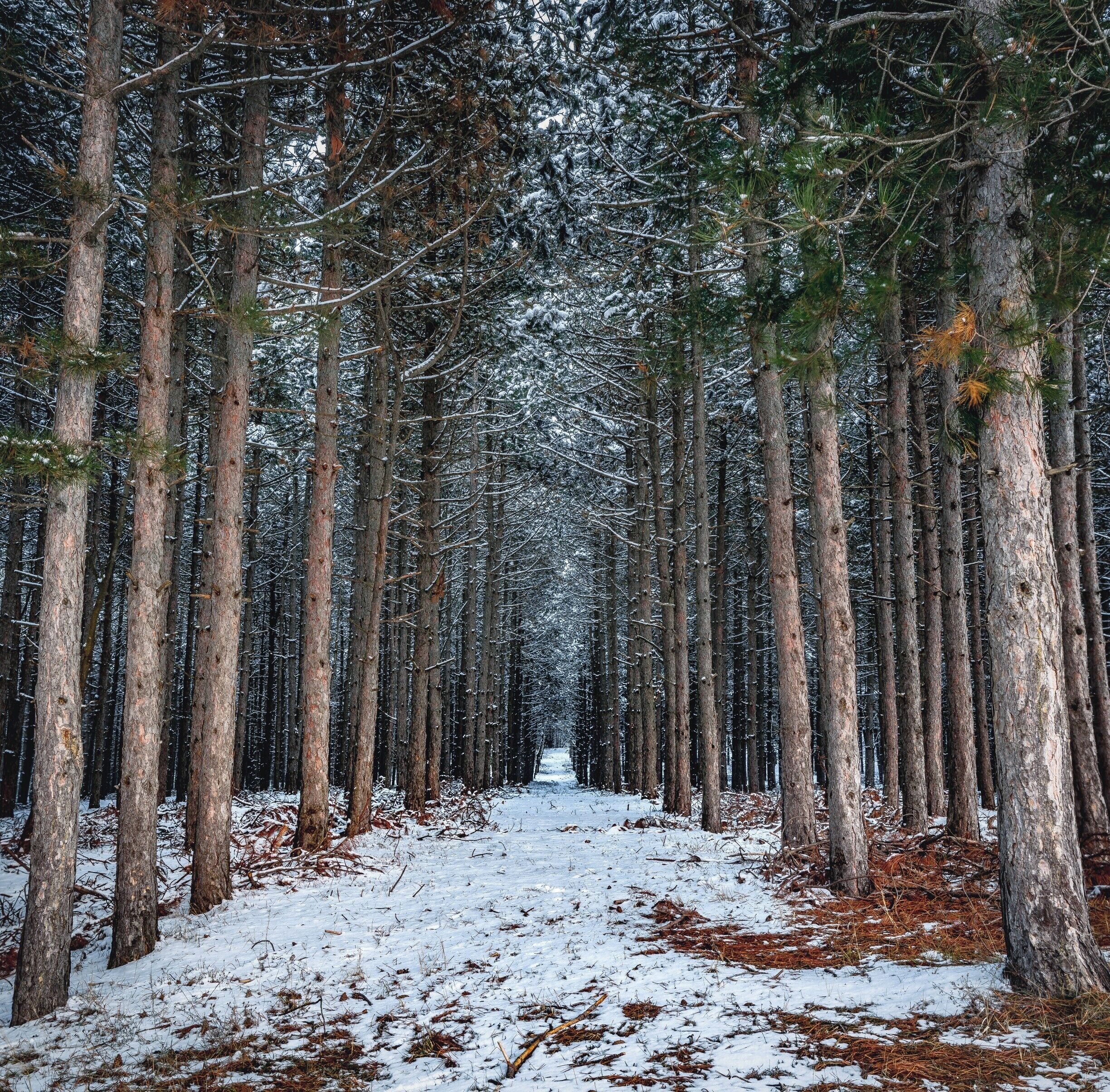 A snow-covered forest with tall trees and a clear path.