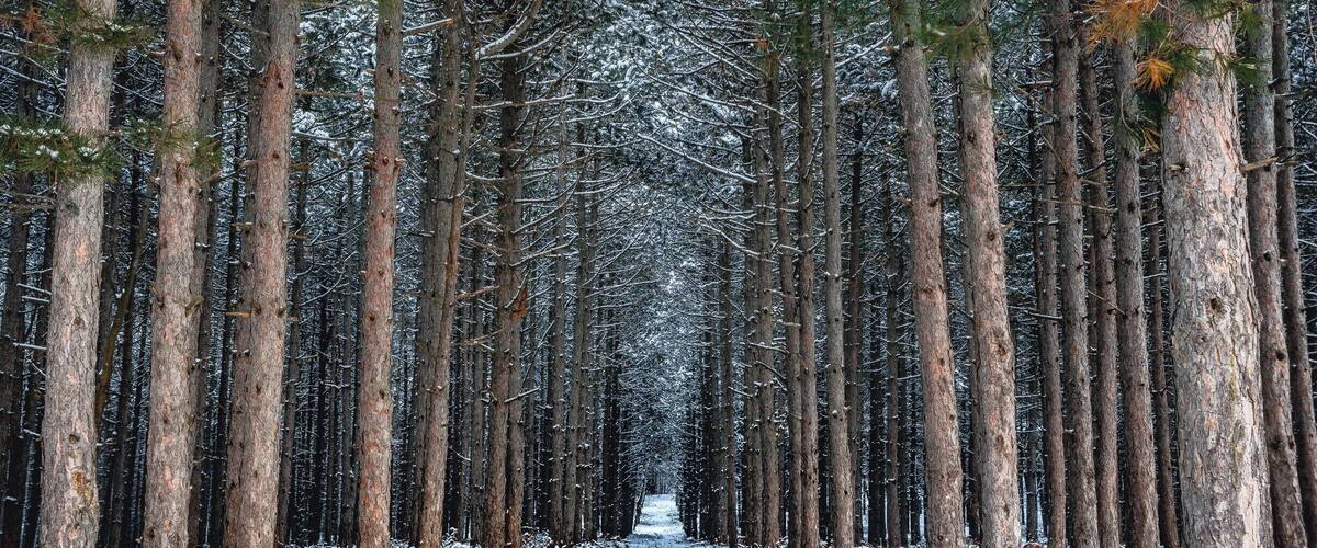 A snow-covered forest with tall trees and a clear path.