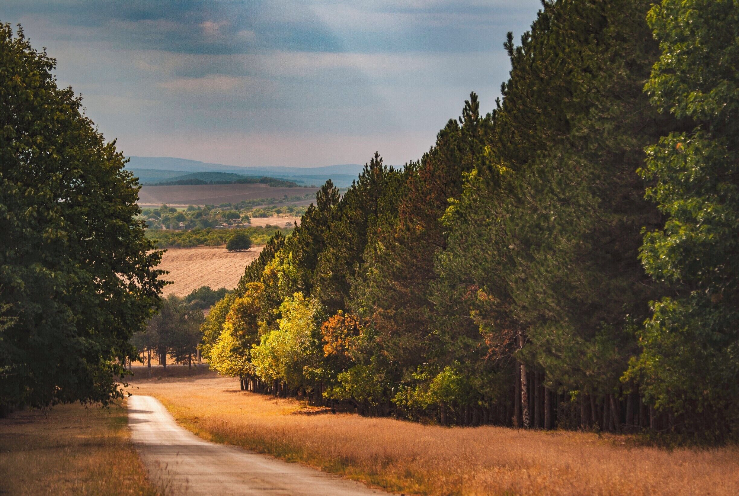 Nice and quiet forest perfect for walks and taking photos.
#BVStrove