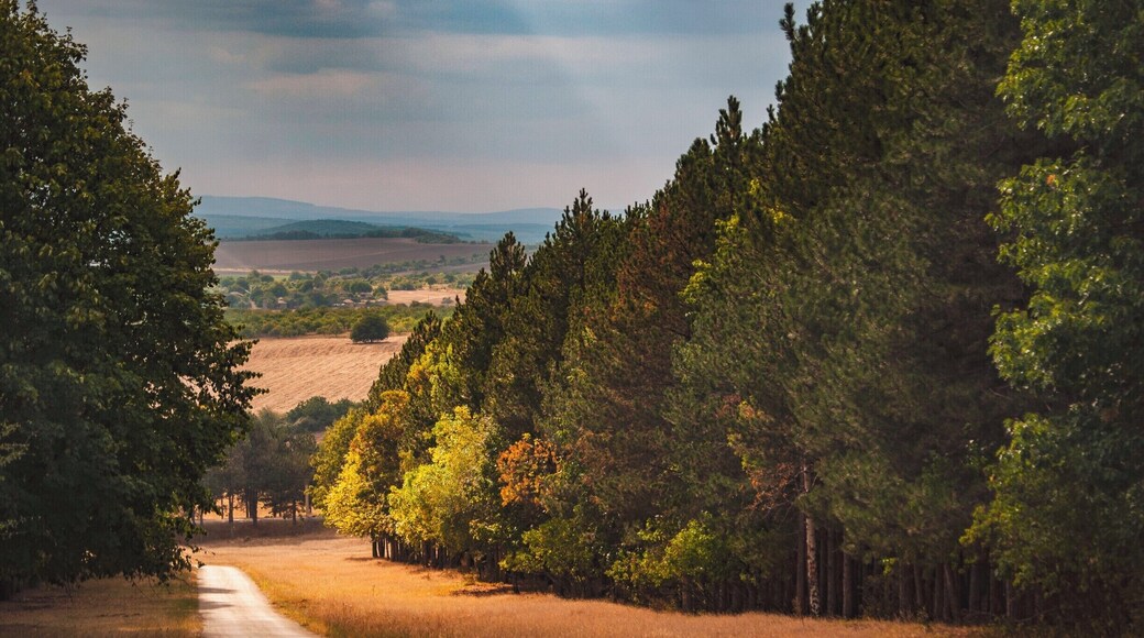Nice and quiet forest perfect for walks and taking photos.
#BVStrove