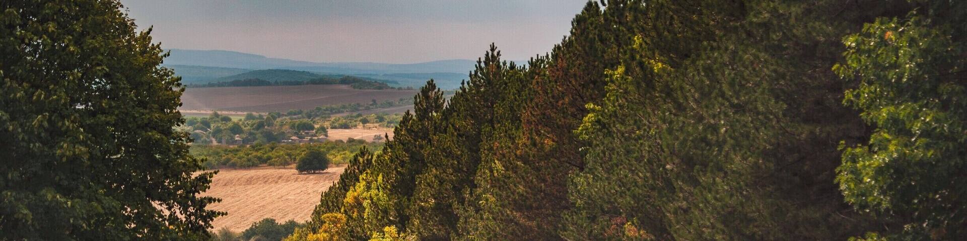 Nice and quiet forest perfect for walks and taking photos.
#BVStrove
