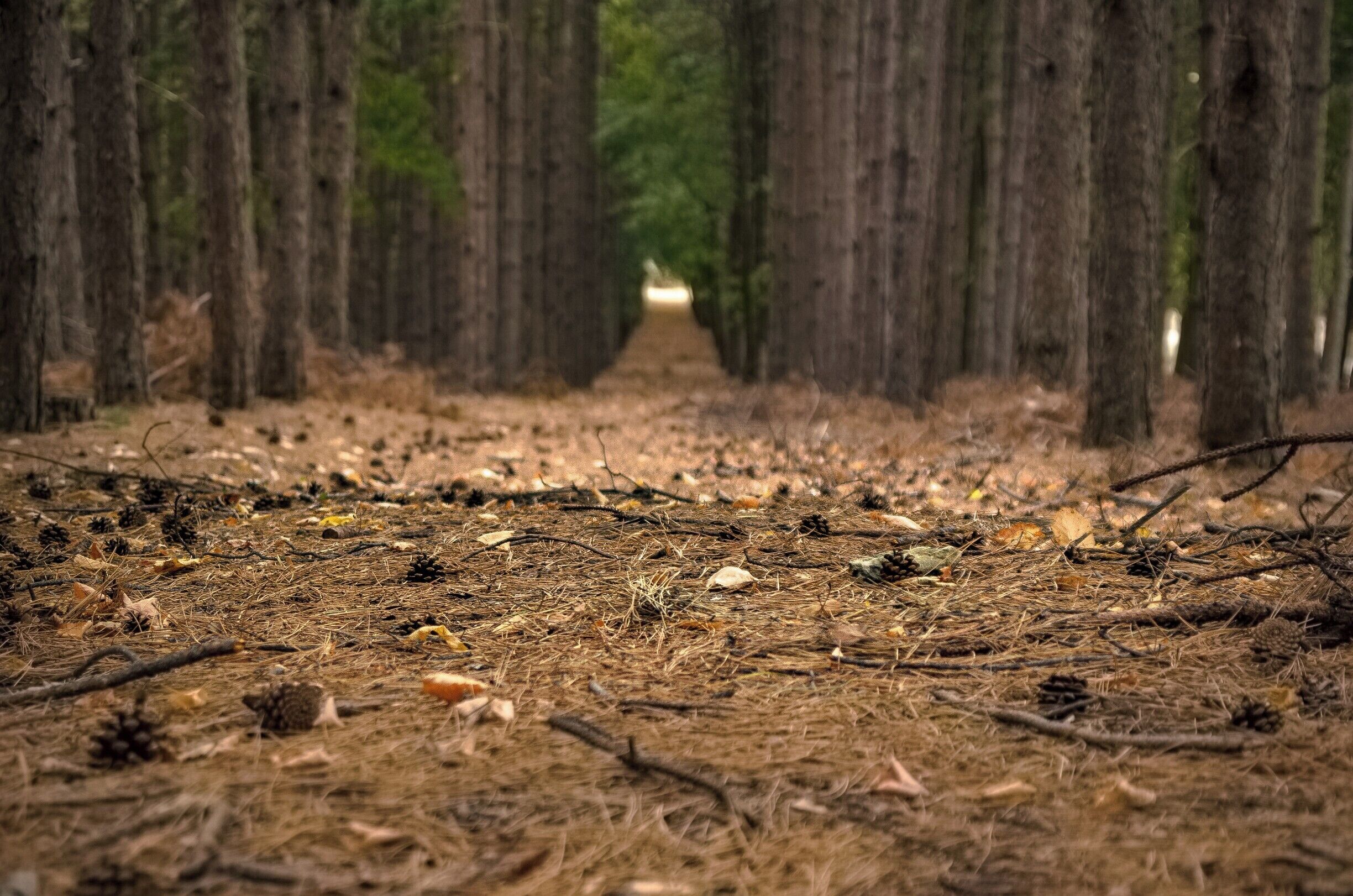 Some pine cones. #nature #naturewalk #landscape #bulgaria 
#BVStrove