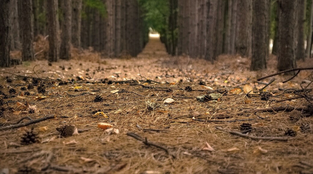 Some pine cones. #nature #naturewalk #landscape #bulgaria
#BVStrove