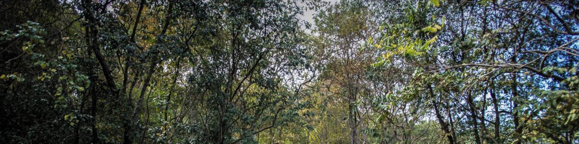 Built in the 10th century on the top of a hill, the temple is reachable by climbing a long flight of steps. Like in many of the temples in Angkor, there’s a coexistence of Hindu and Buddhist elements and it reminds, in a much smaller scale, the majestic Angkor Wat. The most scenic part, in my opinion, is the stairs. The 370 steps are framed by lushy trees that offer shade during your hike and it steep verticality, drag your eyes to the top temple.
http://nomadswind.com/cambodia-travel-diary-2-battambang-2/